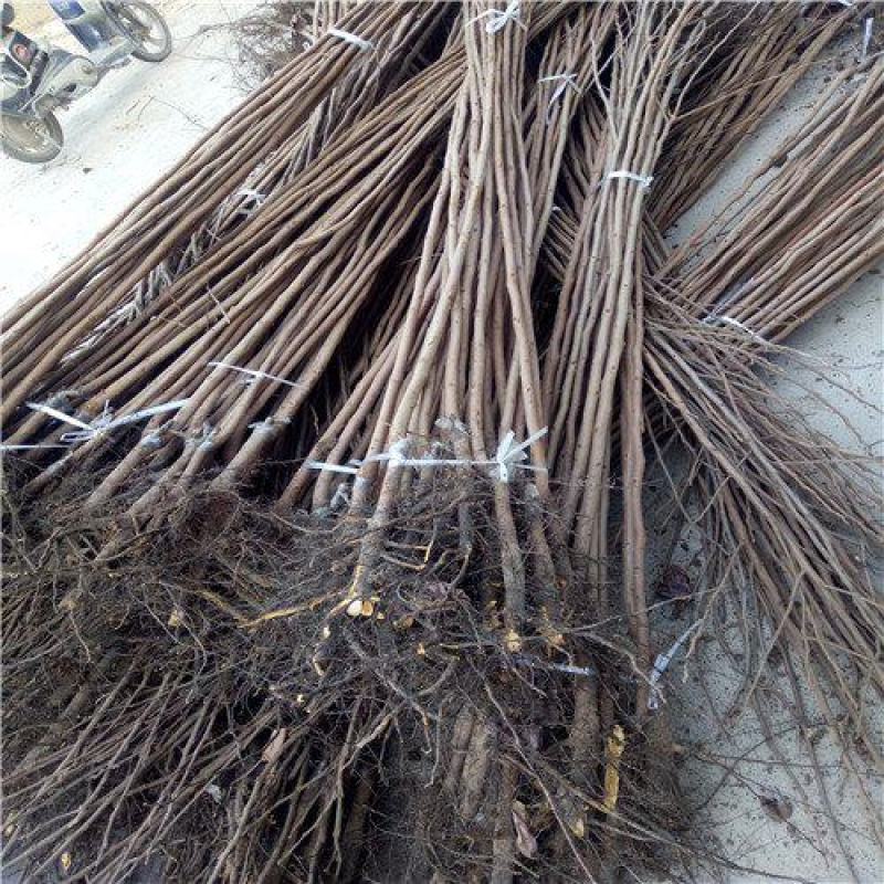 【自然脱涩】柿子树苗山东无核脆甜柿巧克力黑柿磨盘柿火晶柿
