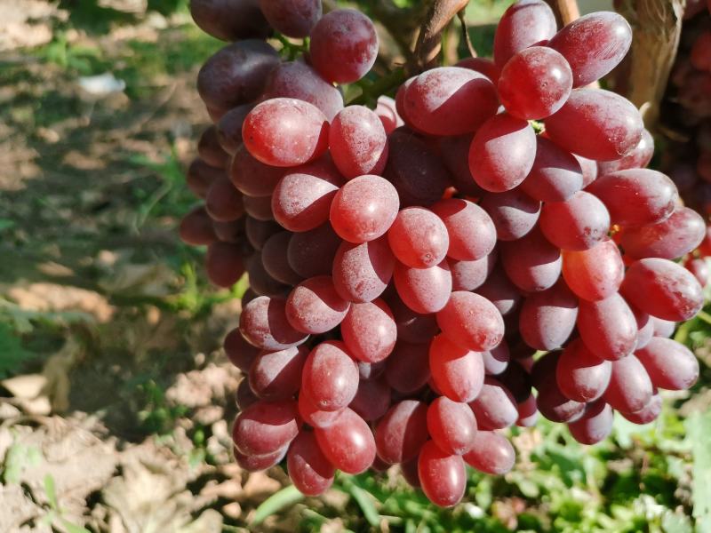 山西永济红提无籽脆甜鲜红带皮吃克伦生葡萄