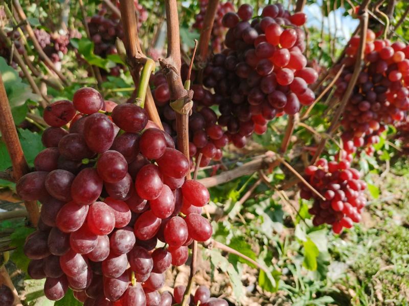 山西永济红提无籽脆甜鲜红带皮吃克伦生葡萄