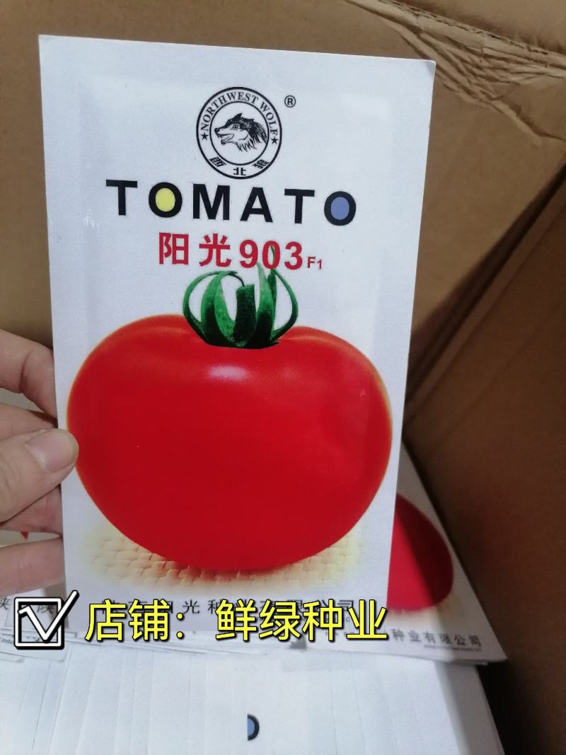 中早熟矮秧自封顶大红果果色鲜艳耐贮运阳光903
