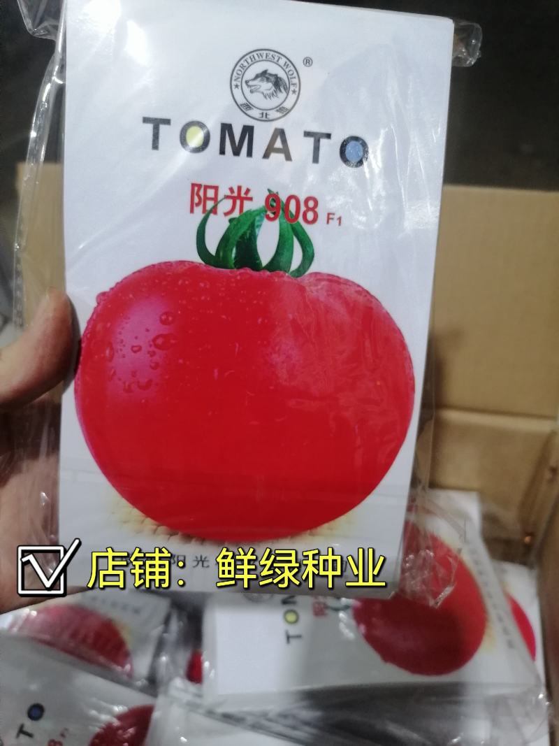 中早熟矮秧自封顶大红果果色鲜艳耐贮运阳光903