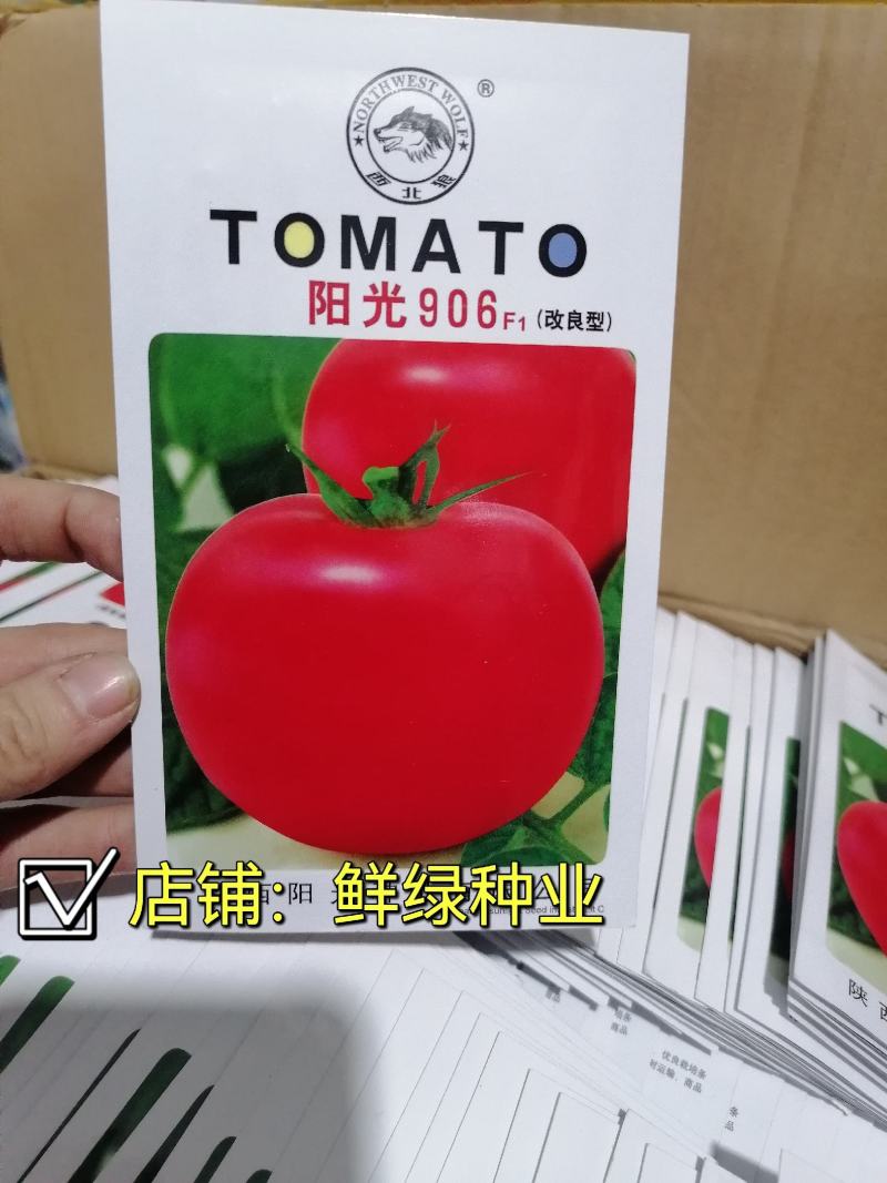 中早熟矮秧自封顶大红果果色鲜艳耐贮运阳光903