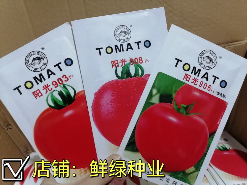 中早熟矮秧自封顶大红果果色鲜艳耐贮运阳光903