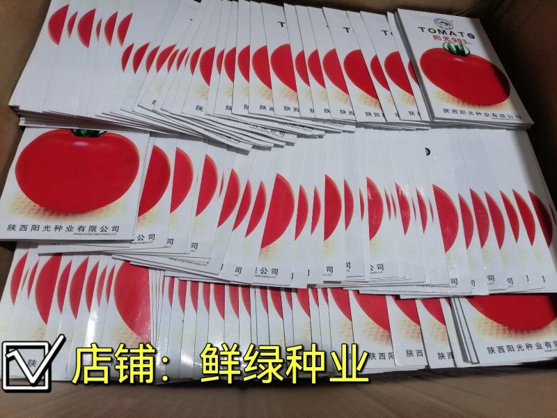 中早熟矮秧自封顶大红果果色鲜艳耐贮运阳光903