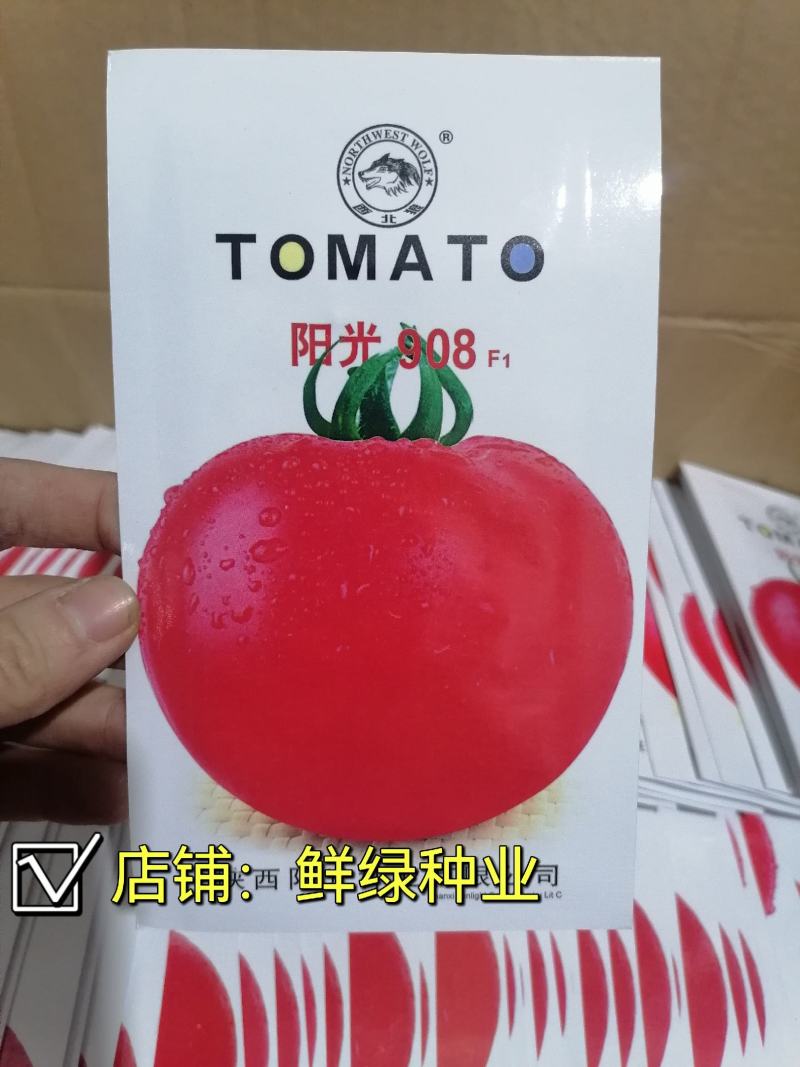 中早熟矮秧自封顶大红果果色鲜艳耐贮运阳光903