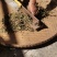 鱼腥草折耳根野生鱼腥草好货批发，整株，切断均可！