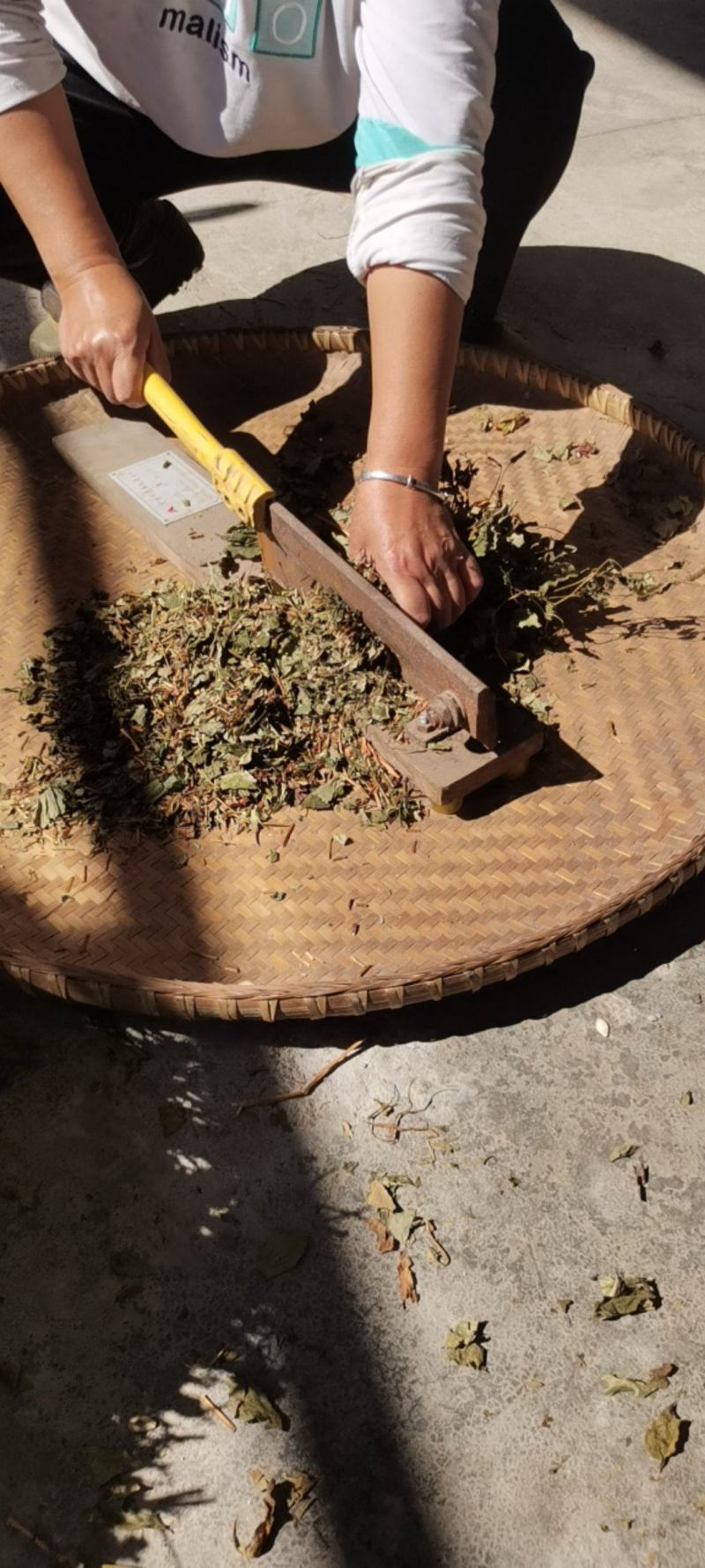 鱼腥草折耳根野生鱼腥草好货批发，整株，切断均可！