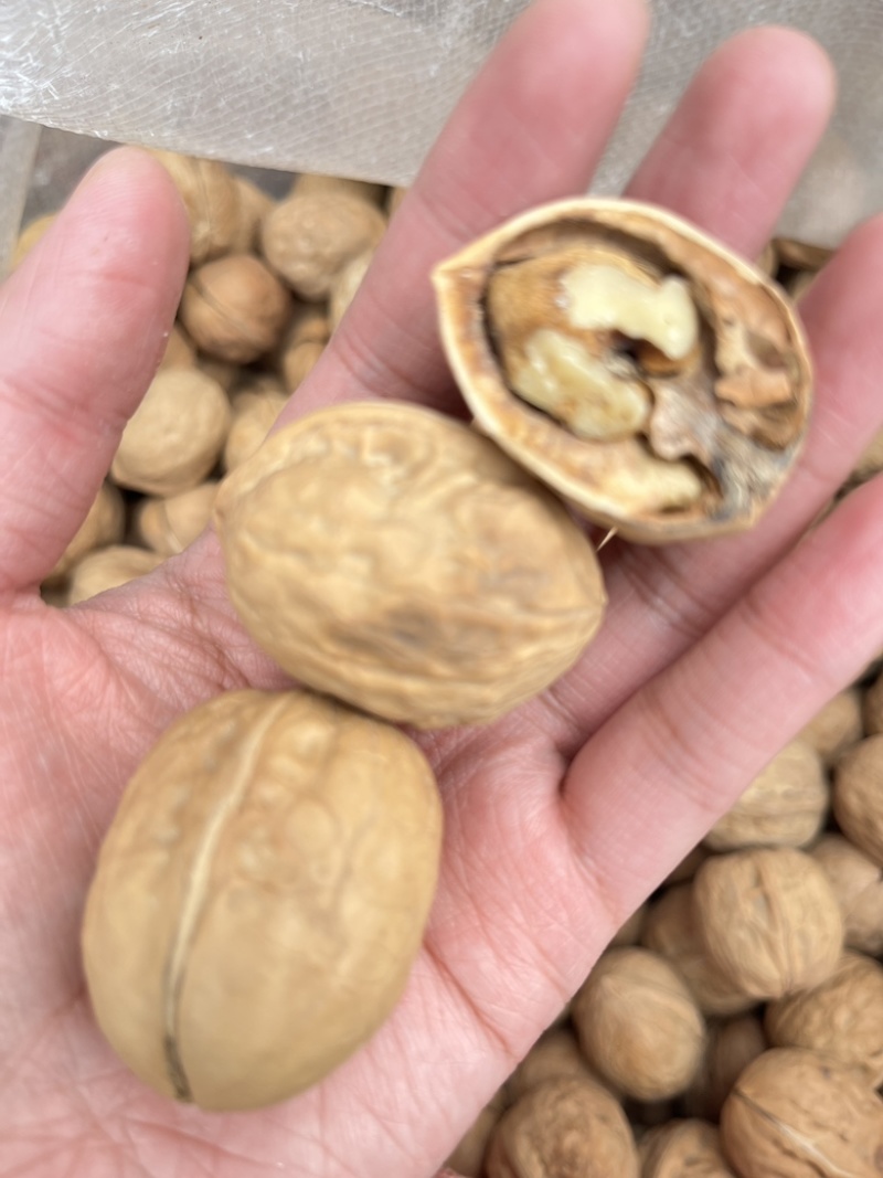 新疆核桃批发薄皮核桃赶集地摊展会散装云南麻子核桃