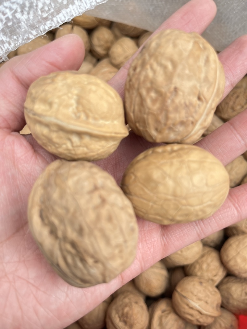 新疆核桃批发薄皮核桃赶集地摊展会散装云南麻子核桃