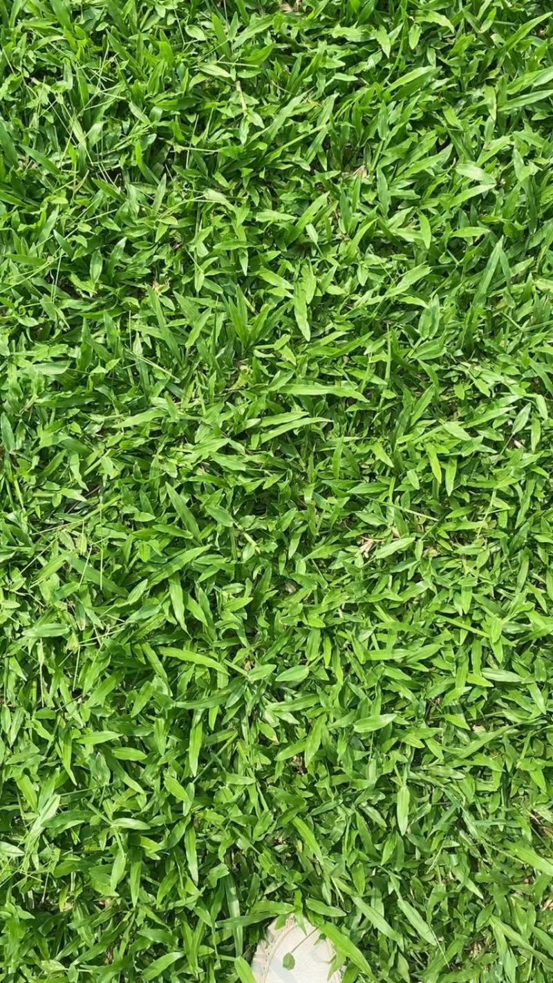 大叶油草地毯草绿化苗木草皮地被草坪