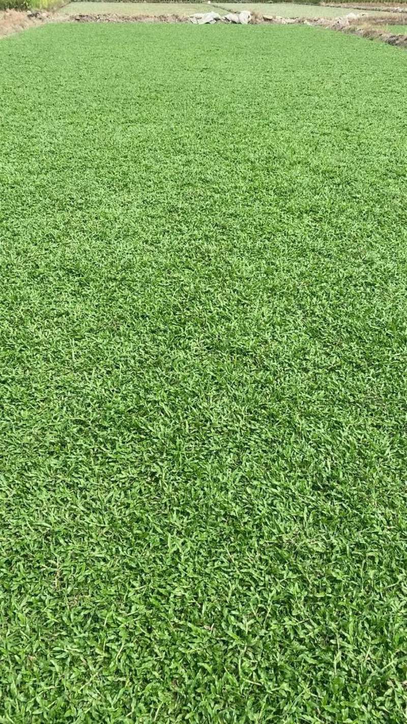大叶油草地毯草绿化苗木草皮地被草坪