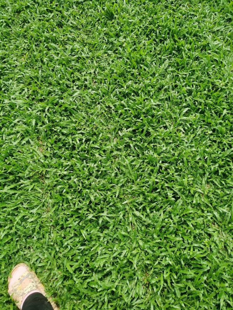 大叶油草地毯草绿化苗木草皮地被草坪