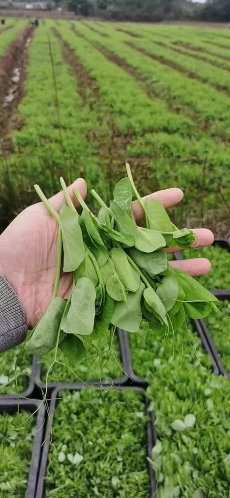 四川豌豆尖产地直发蔬菜新鲜价格便宜