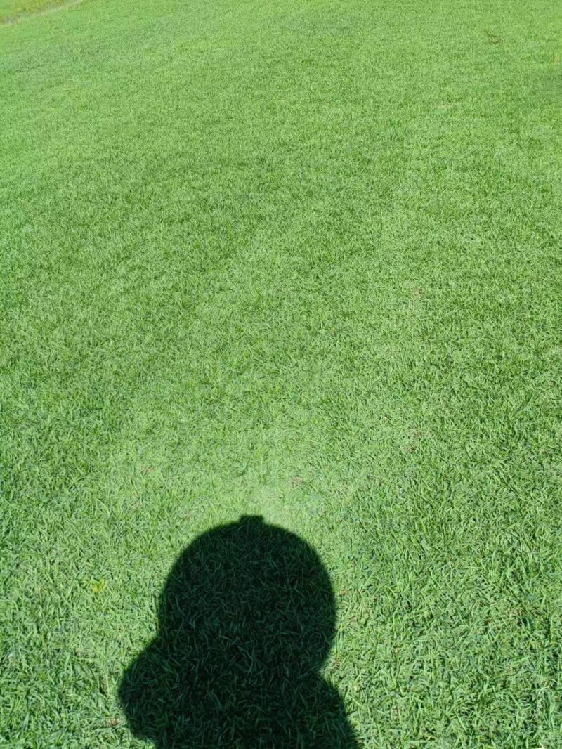 兰引三号草草皮广东地被草坪绿化苗木
