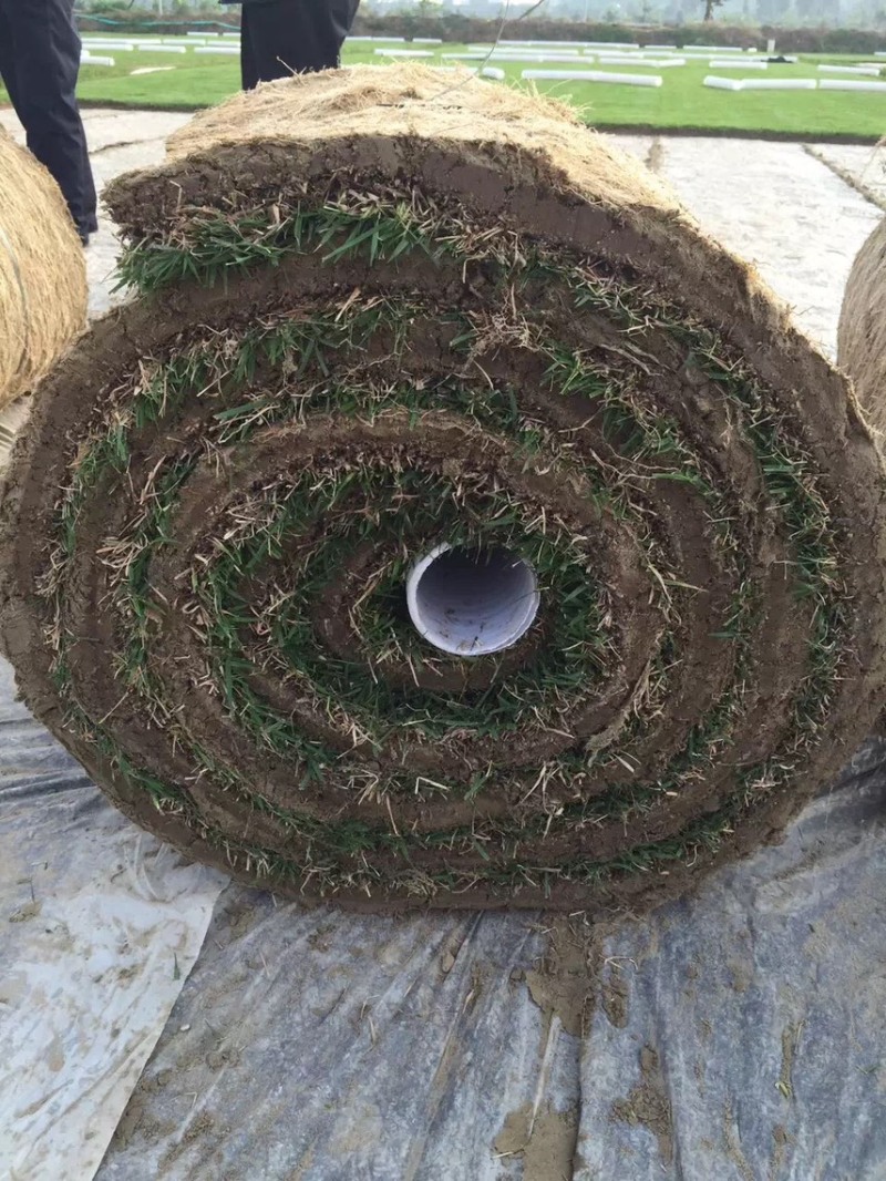 兰引三号草草皮广东地被草坪绿化苗木