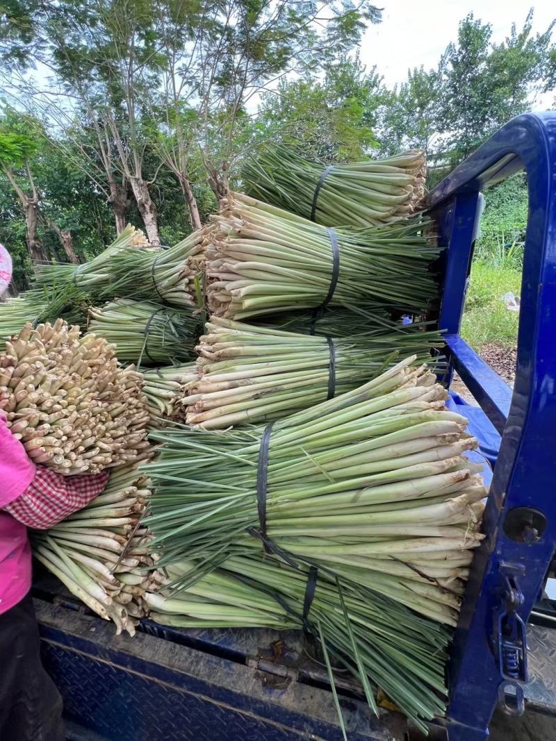 香茅草60斤/件可做调味，广州江南市场发货