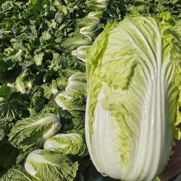 白菜可对接商超,市场,食堂等一手货源全国发货