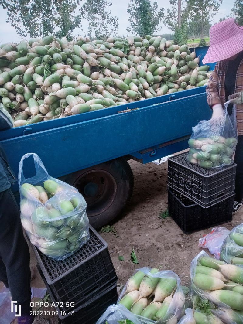 本地新鲜青萝卜，大量上市中，价格美丽，便宜