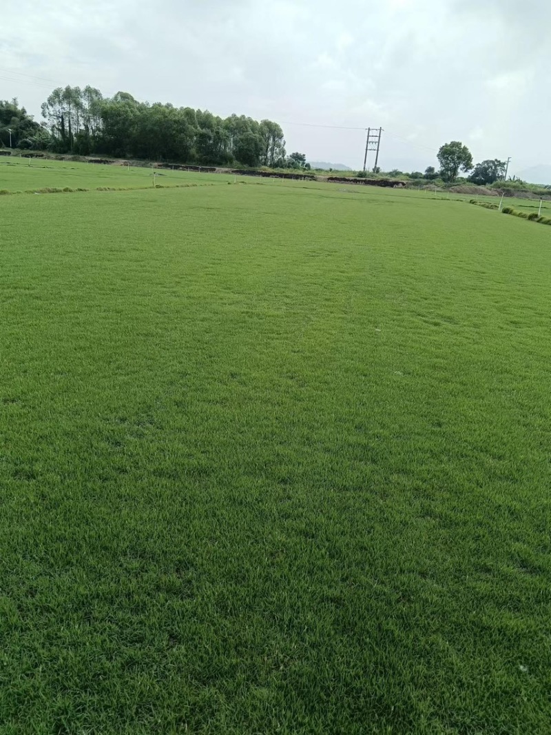 台湾草卷、马尼拉草、兰引三号草、大叶油草、夏威夷草、