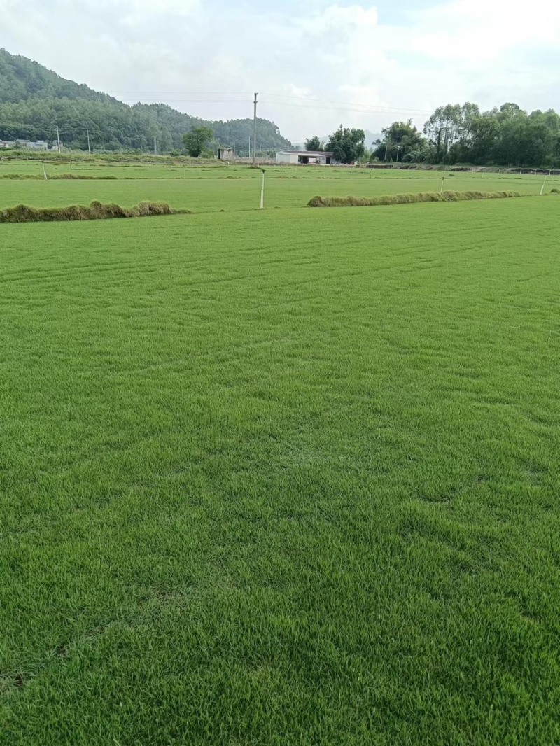 台湾草卷、马尼拉草、兰引三号草、大叶油草、夏威夷草、