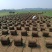 台湾草卷、马尼拉草、兰引三号草、大叶油草、夏威夷草、