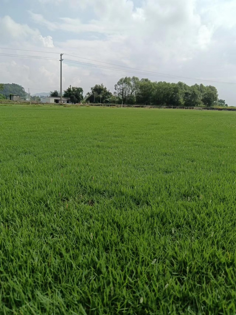 台湾草卷、马尼拉草、兰引三号草、大叶油草、夏威夷草、