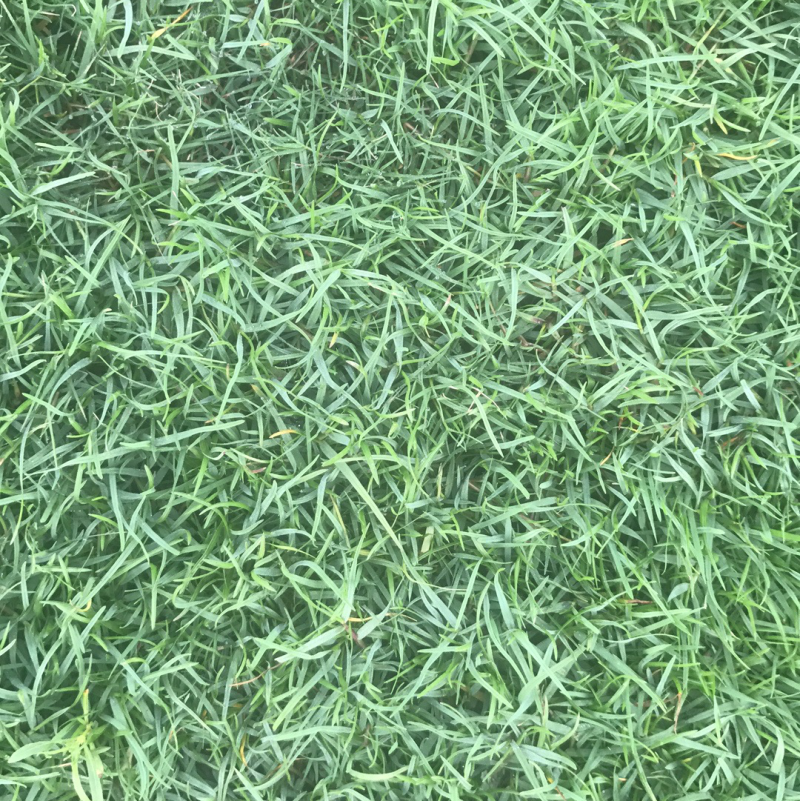夏威夷草、台湾草卷、兰引三号草卷、马尼拉草卷