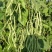 太空红玉架豆王种子四季豆种子泰国无筋架豆王红玉种植户放心