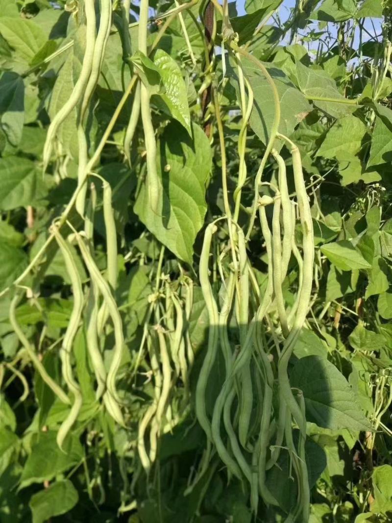 太空红玉架豆王种子四季豆种子泰国无筋架豆王红玉种植户放心