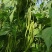 太空红玉架豆王种子四季豆种子泰国无筋架豆王红玉种植户放心