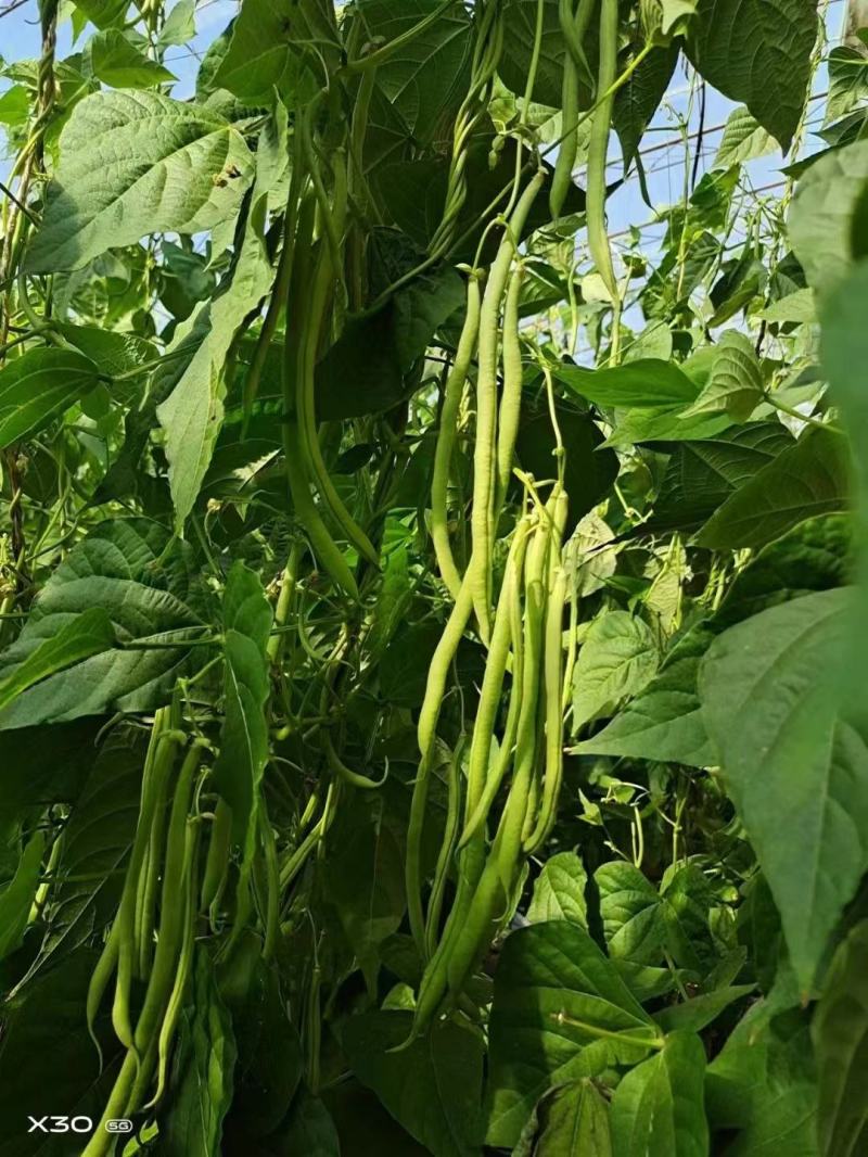 太空红玉架豆王种子四季豆种子泰国无筋架豆王红玉种植户放心