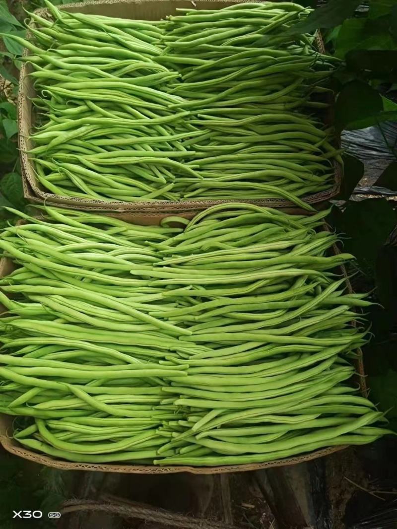 太空红玉架豆王种子四季豆种子泰国无筋架豆王红玉种植户放心