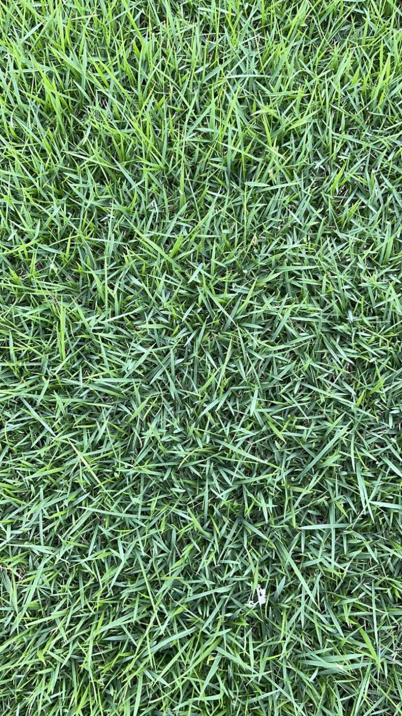 夏威夷草、台湾草卷、兰引三号草卷、马尼拉草卷