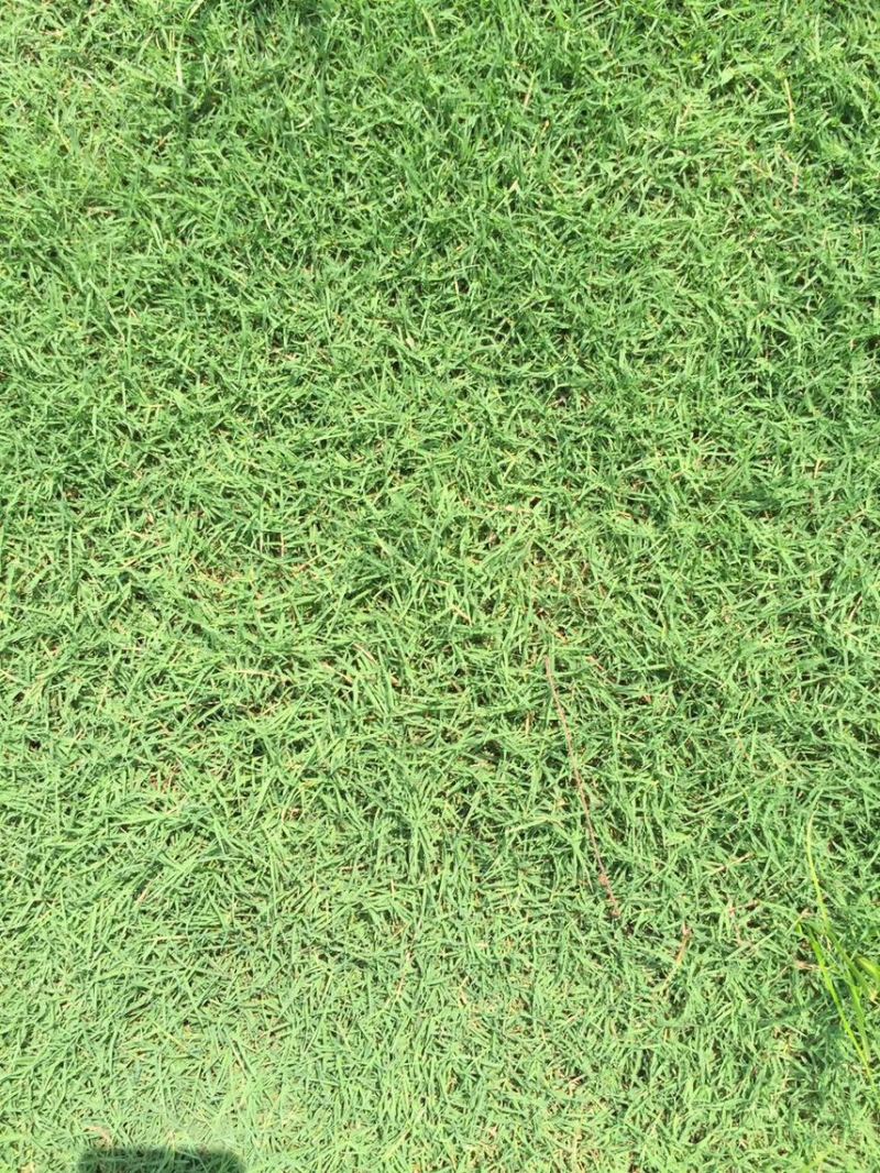 夏威夷草、台湾草卷、兰引三号草卷、马尼拉草卷