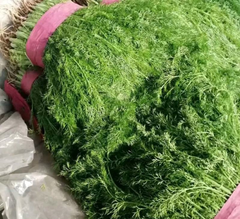 精品茴香25-30厘米，常年供应。可视频看货。
