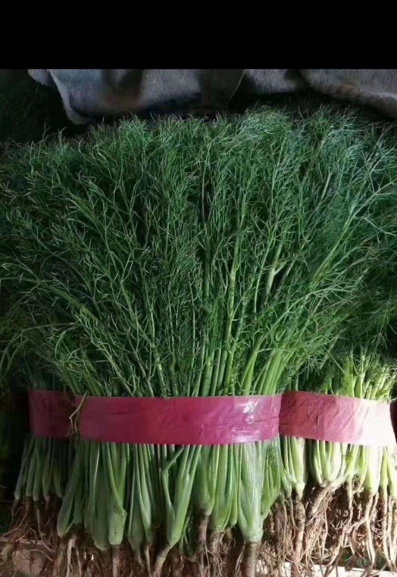 精品茴香25-30厘米，常年供应。可视频看货。