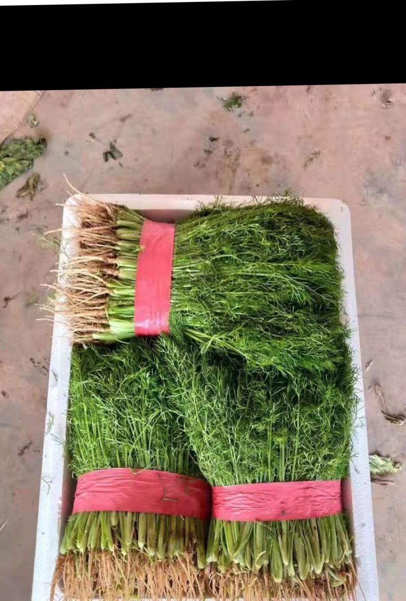 精品茴香25-30厘米，常年供应。可视频看货。