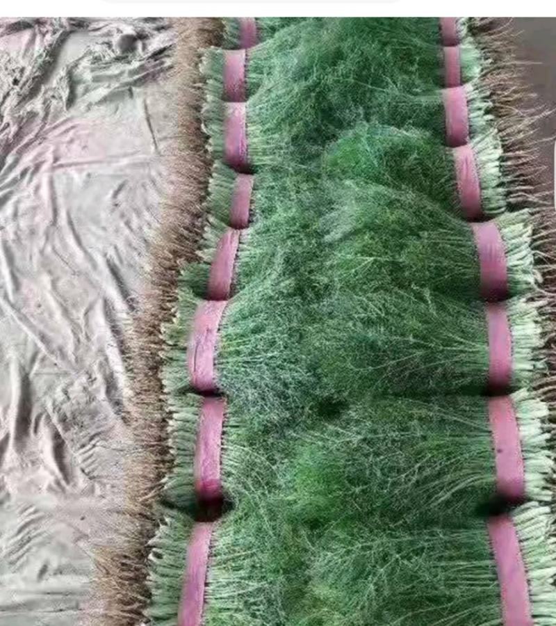 精品茴香25-30厘米，常年供应。可视频看货。