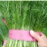 精品茴香25-30厘米，常年供应。可视频看货。