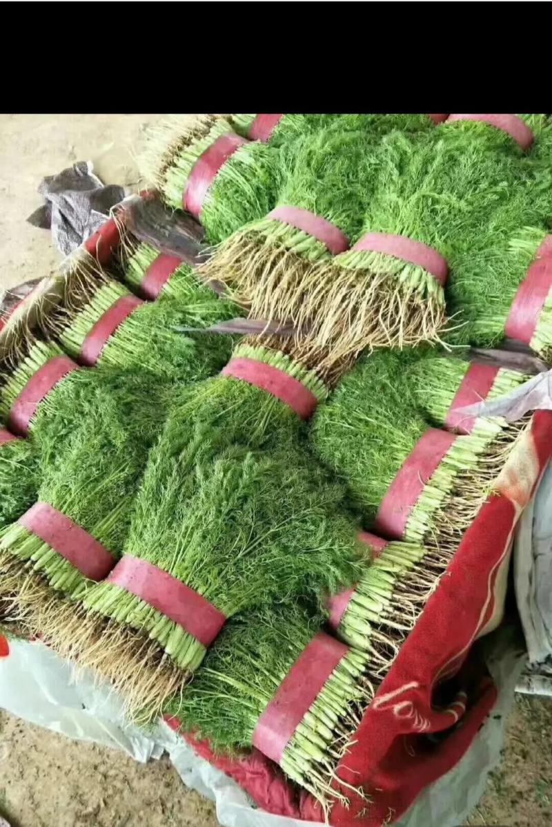 精品茴香25-30厘米，常年供应。可视频看货。