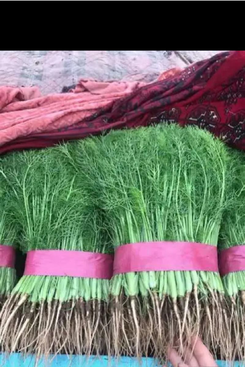 精品茴香25-30厘米，常年供应。可视频看货。