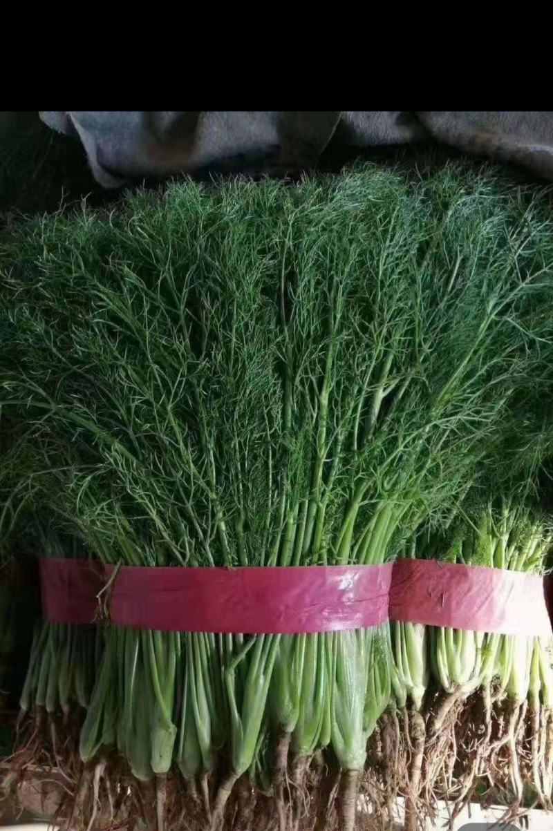 精品茴香25-30厘米，常年供应。可视频看货。