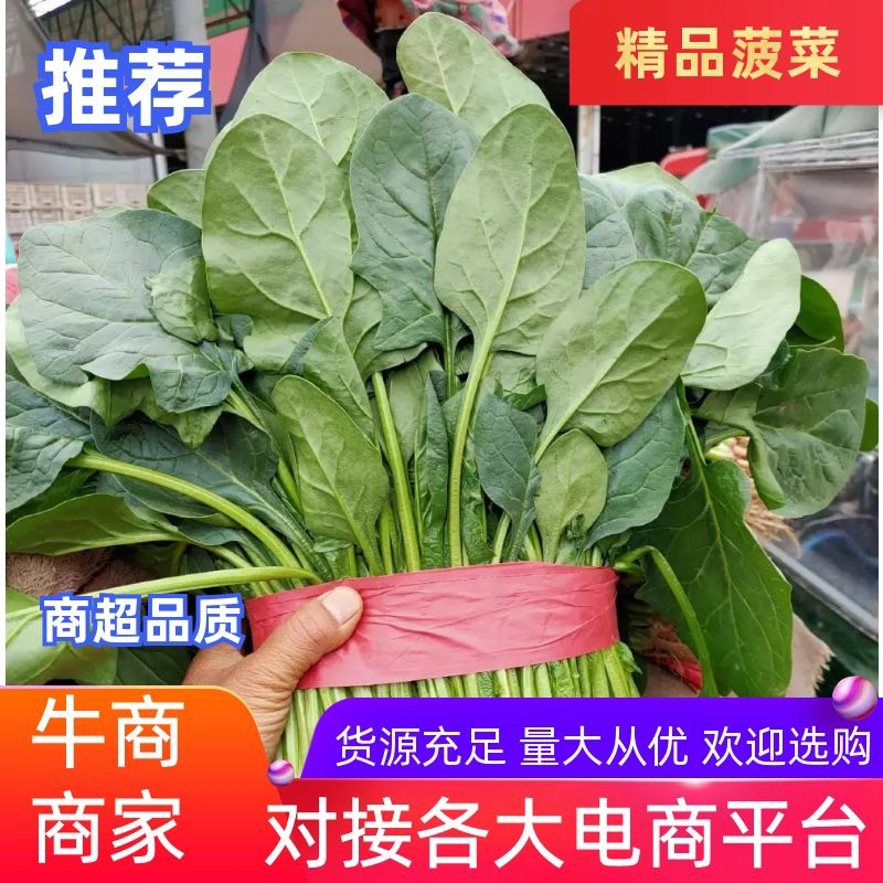 【全国发货】菠菜优质大叶菠菜产地直发品质保证