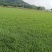 马尼拉草坪、台湾草、兰引三号草、大叶油草