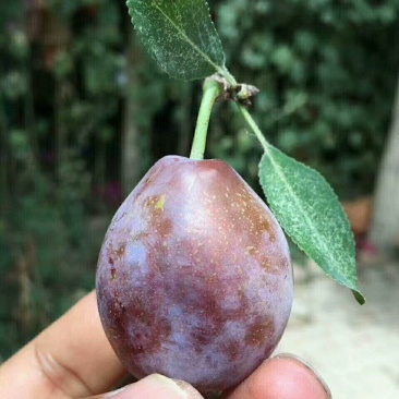 西梅李子苗，法兰西李子苗，3000亩李子苗专业种植基地