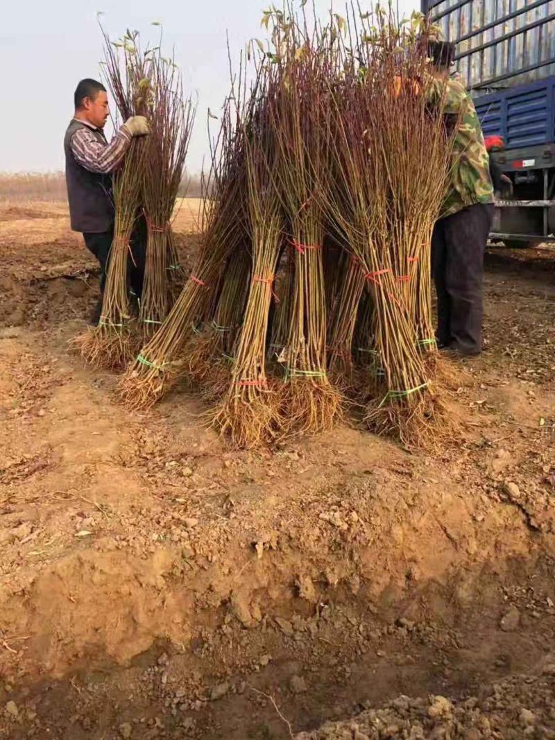 西梅李子苗，法兰西李子苗，3000亩李子苗专业种植基地