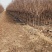 西梅李子苗，法兰西李子苗，3000亩李子苗专业种植基地