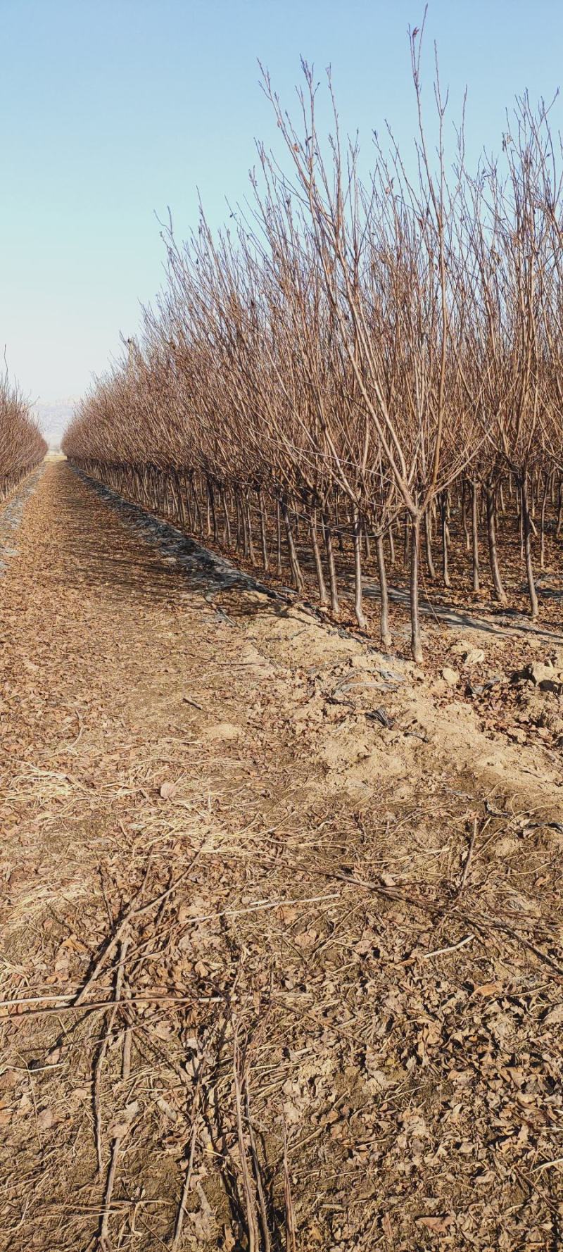 西梅李子苗，法兰西李子苗，3000亩李子苗专业种植基地