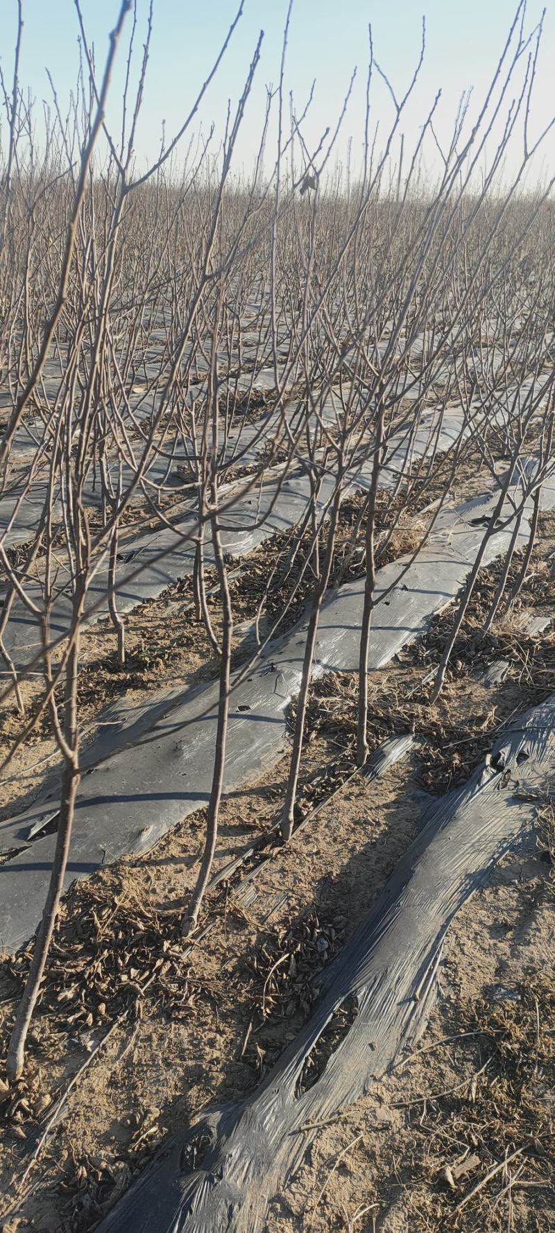 西梅李子苗，法兰西李子苗，3000亩李子苗专业种植基地