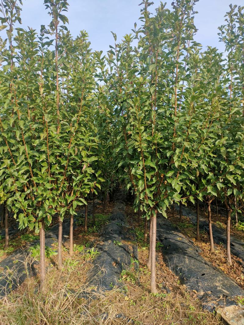 西梅李子苗，法兰西李子苗，3000亩李子苗专业种植基地